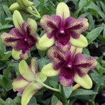 Dendrobium Burana Emerald